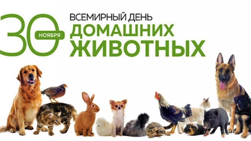 30 ноября – Всемирный день домашних животных.
