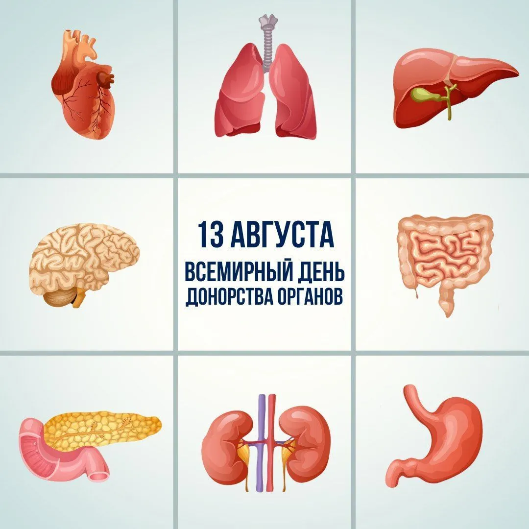 13 августа – Всемирный день донорства органов
