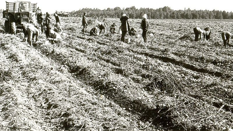 Студотряды ГМИ. Образованы в 1961 году