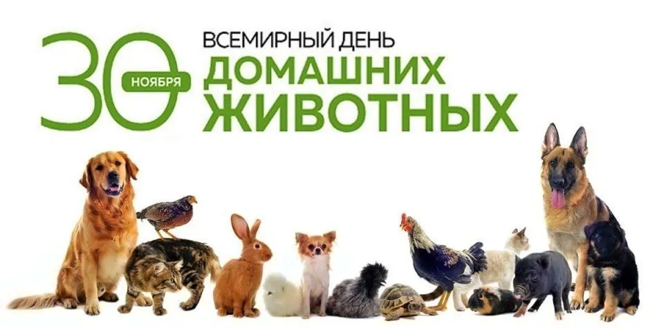 30 ноября – Всемирный день домашних животных.